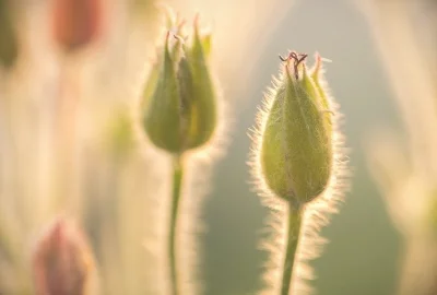 成人及儿童VA中毒的主要原因是什么？成人及儿童VA中毒的主要原因 爱问知识人